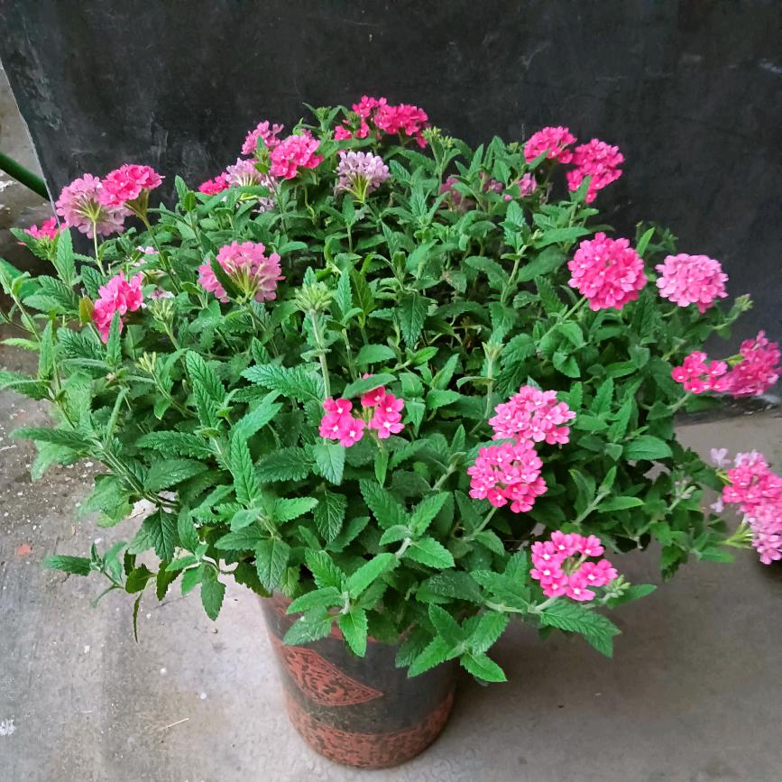 用户9989511625633缘份