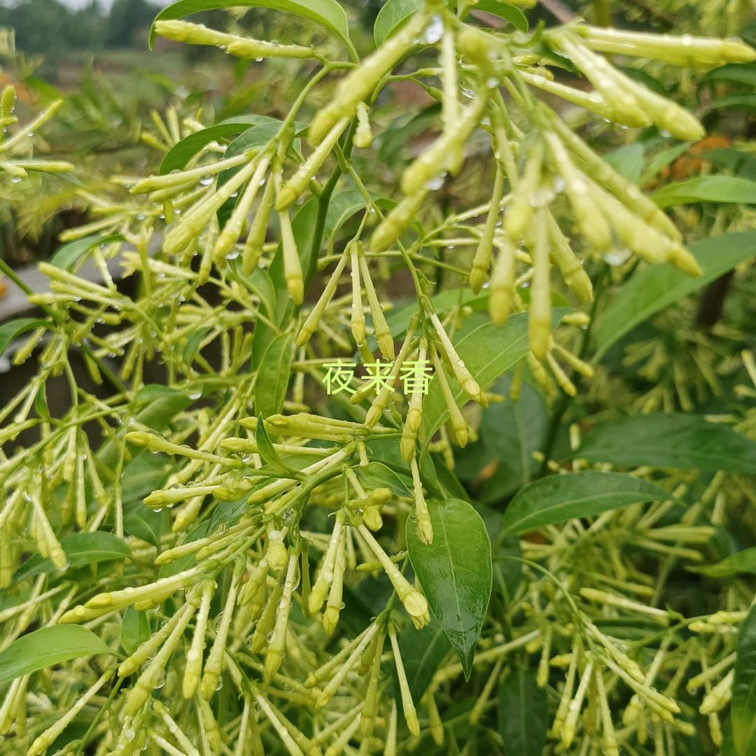 吹着风赏着月