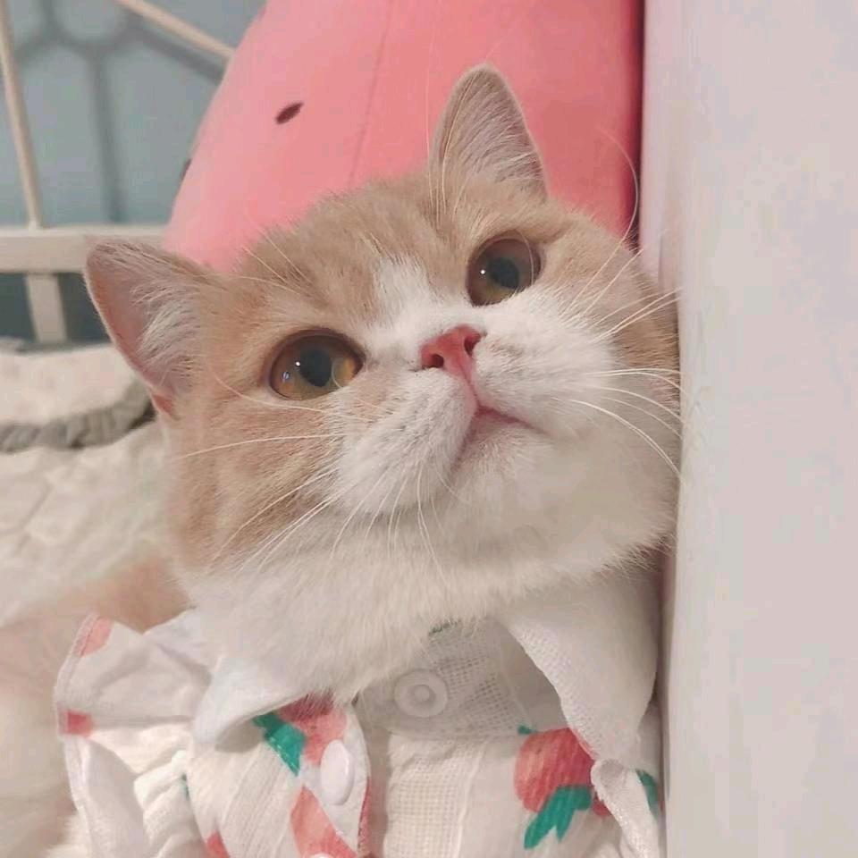 小猫咪 〈718〉