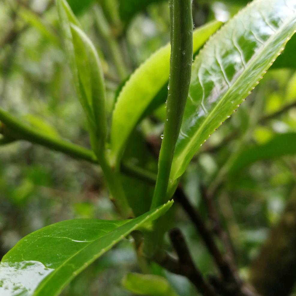 易武恒香雅集（山之韵）