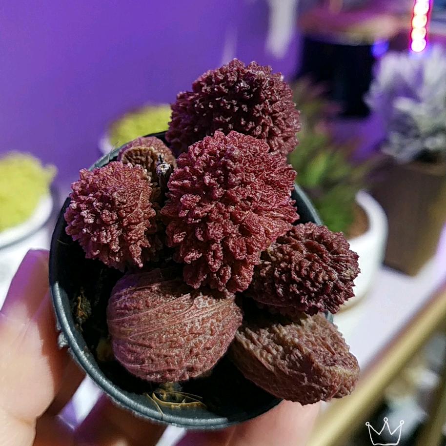 荣儿的幸福小窝