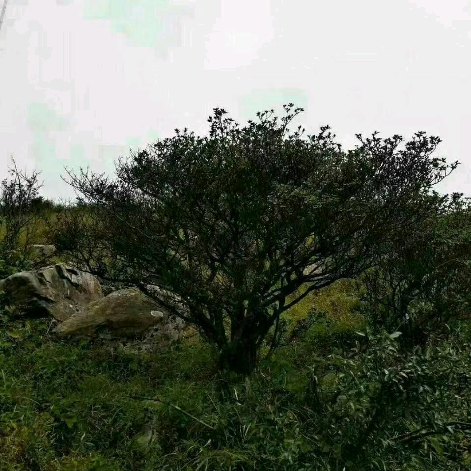@兵哥