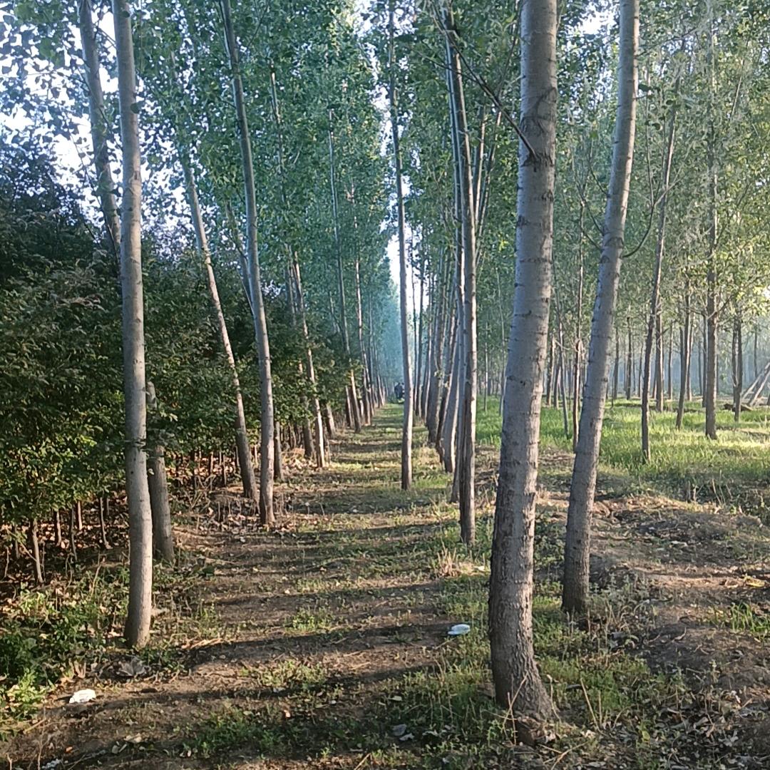 哪里有树上哪里奋斗