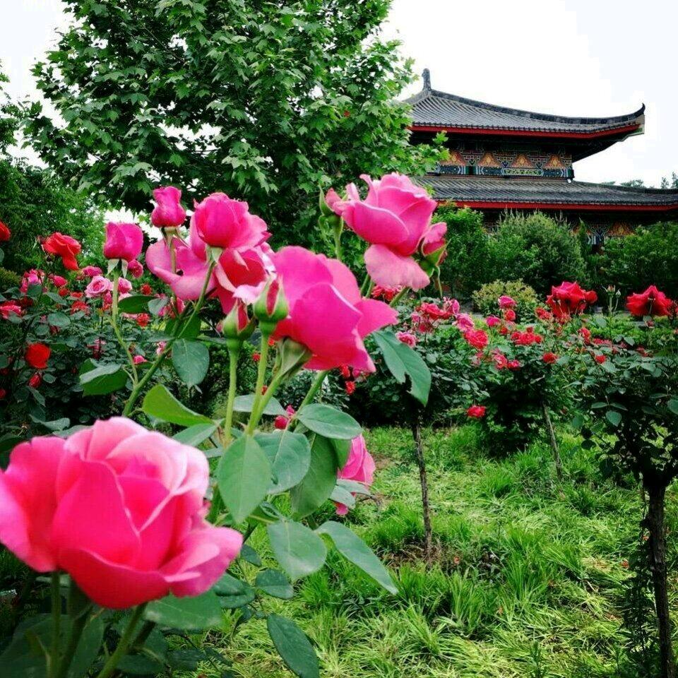 崔太航