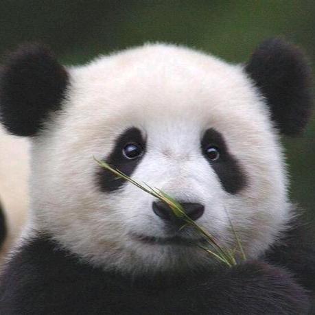 穿着熊丶
