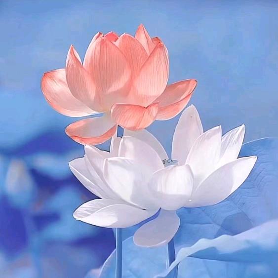 花好月圆！