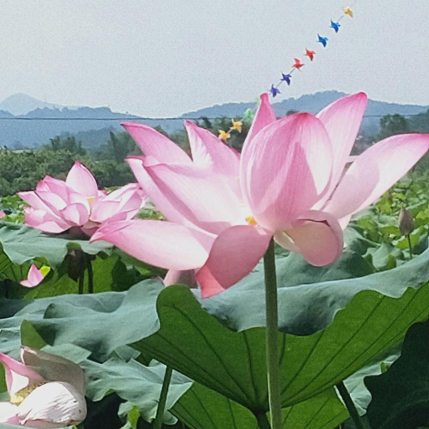 琴声悠扬