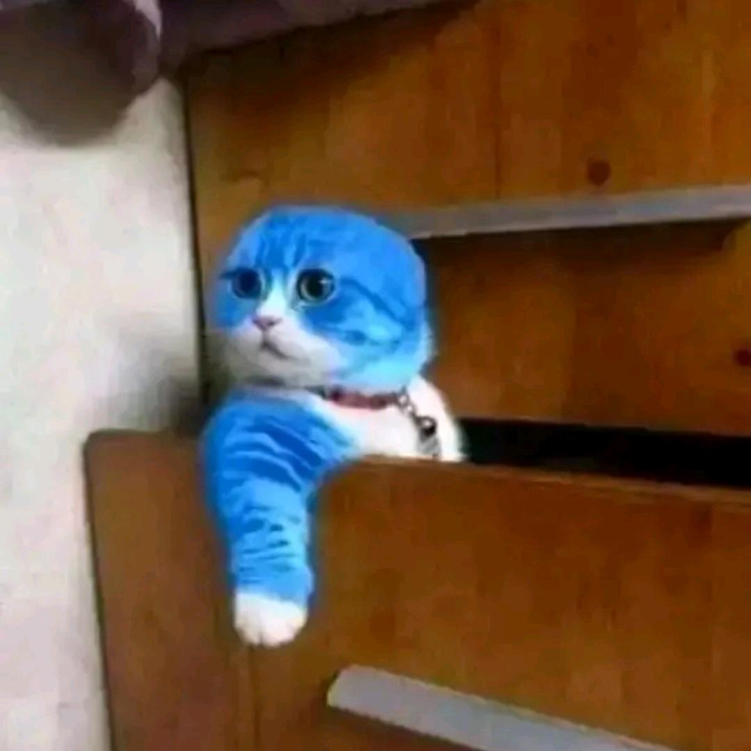 鱼丸粗面