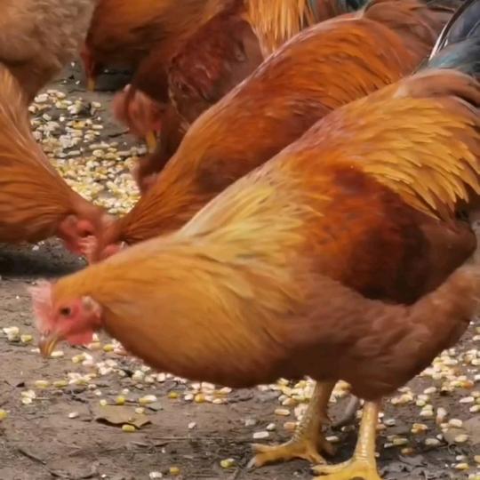 小韦续养成品鸡鸭鹅