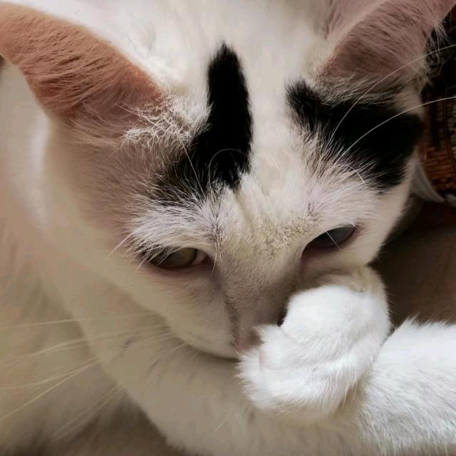 丶跟我回家的猫