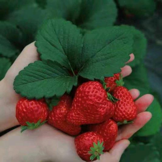 长乐鹤上草莓园官方号