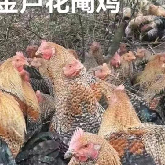 努力才有成功