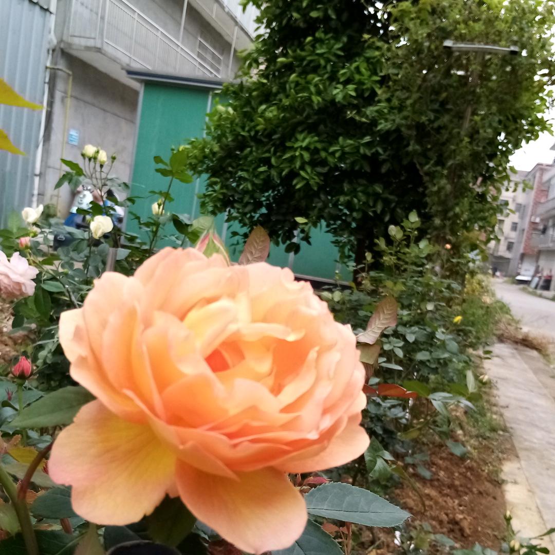 醉美夕阳
