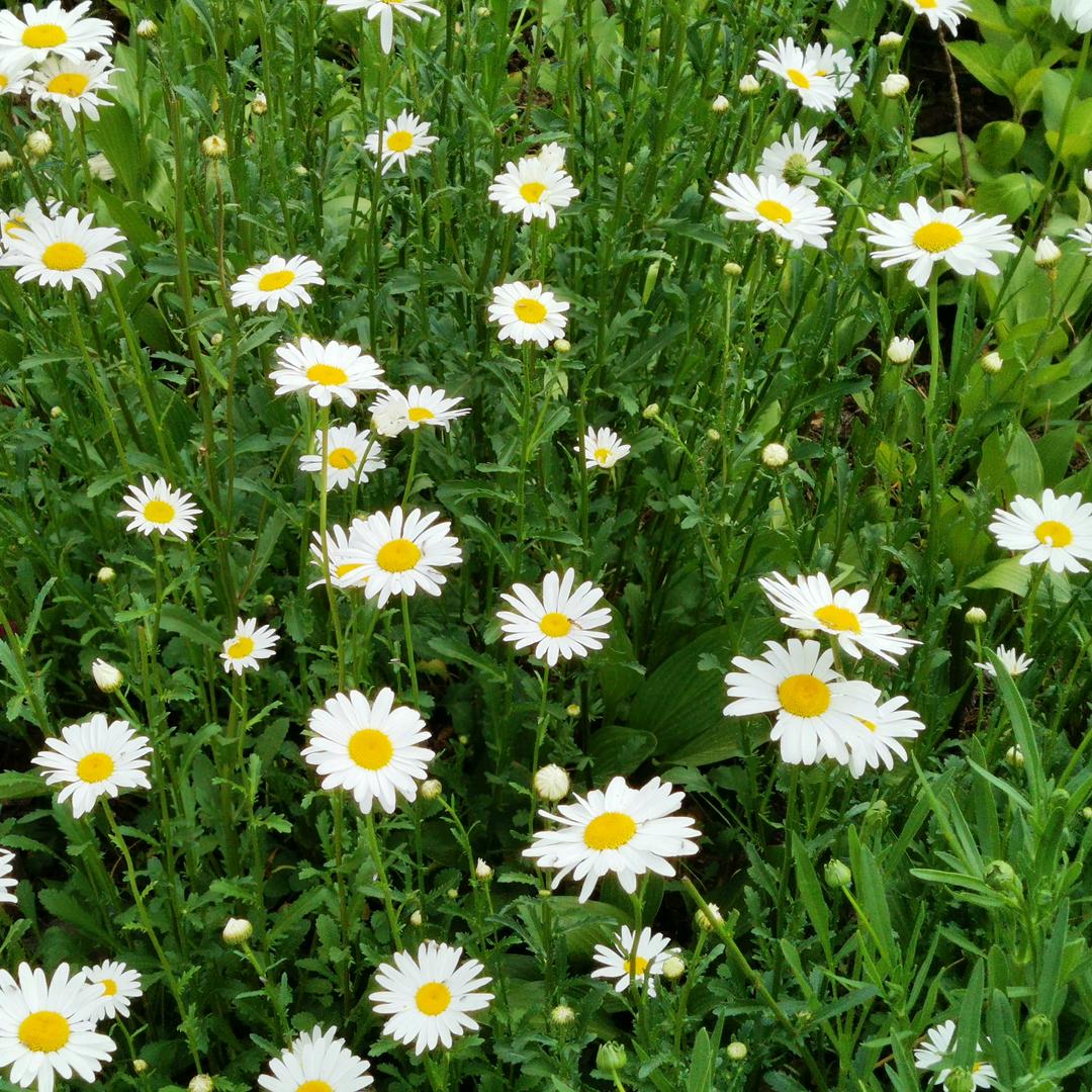 平安喜乐会发财