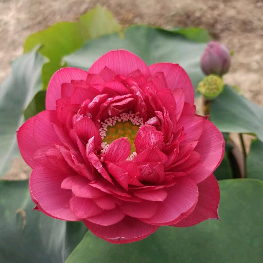苏北生态水植花卉的小店