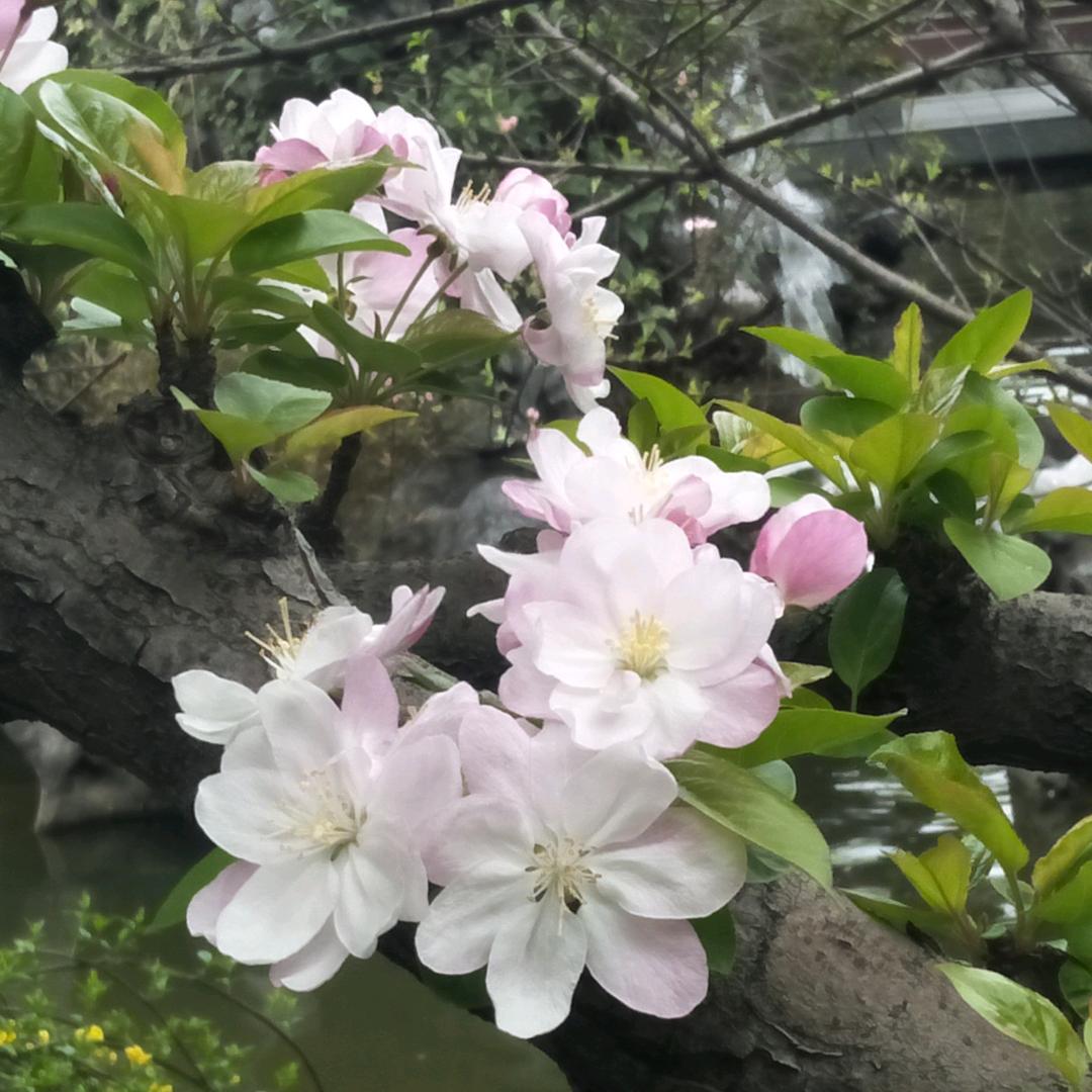 燕