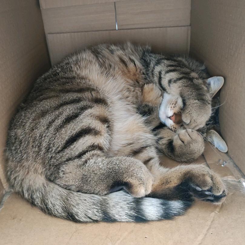 三只猫