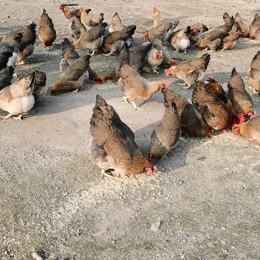 卖果园放养吃谷靓鸡