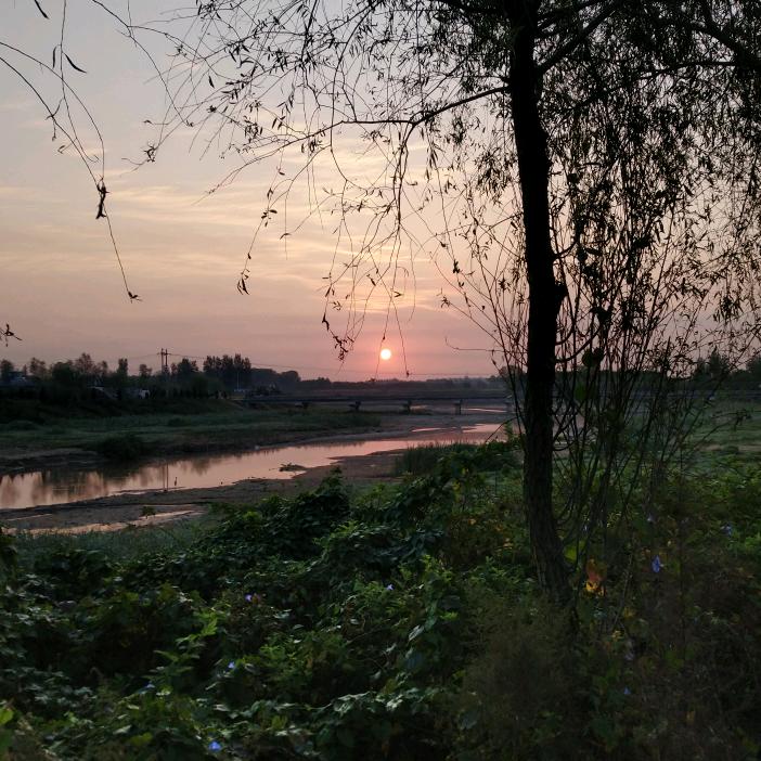 竹节兰气
