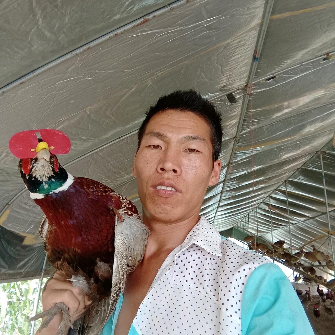 灌云图河镇芦花鸡野鸡野鸭…养殖