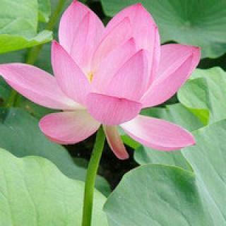 🌻一静❤️一晟🌻