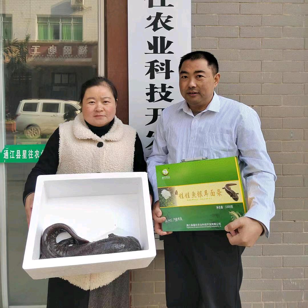 勇哥娃娃鱼(橱窗)