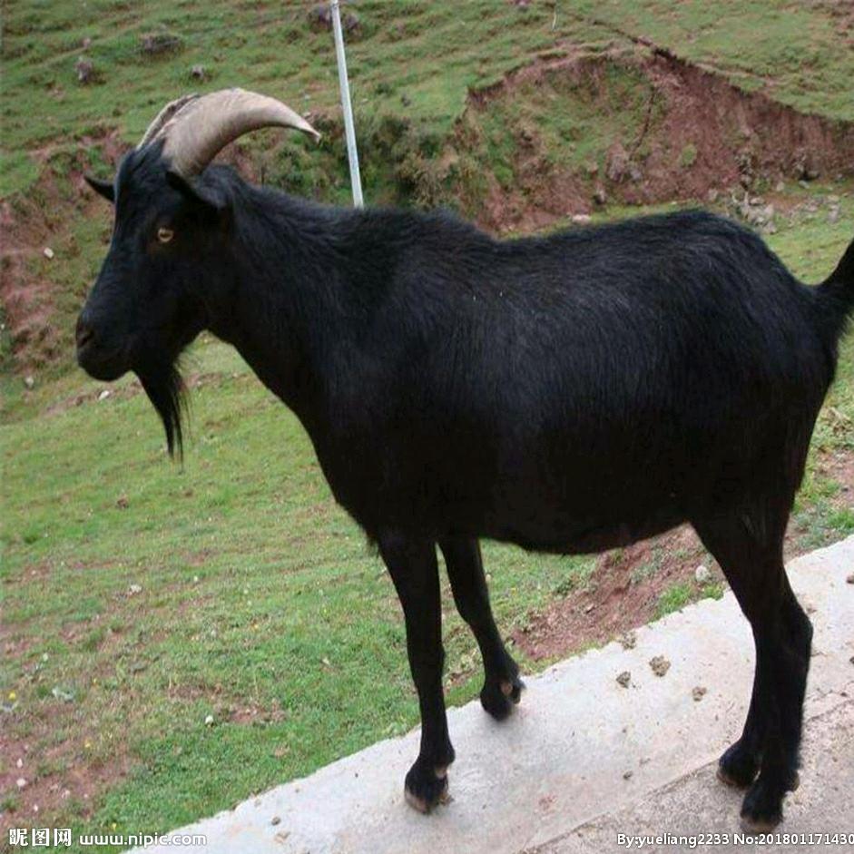余记羊肉