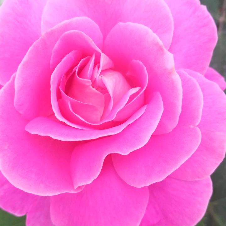 洛洛👑👑（福）