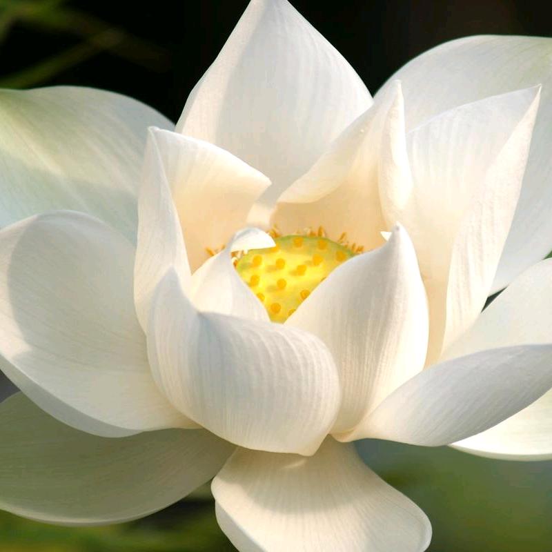 *^_^*时光清浅🍎