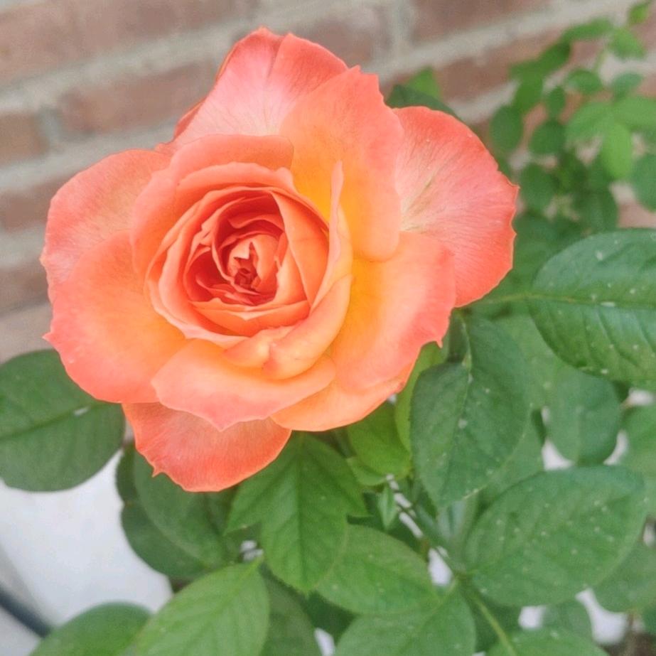 花香似锦好物