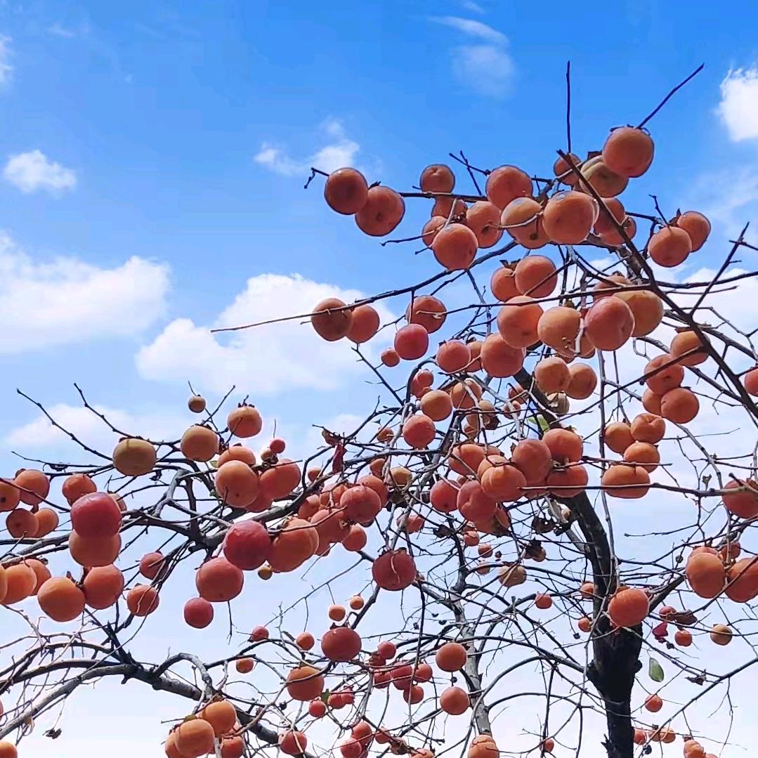 芳华
