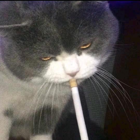 老实人☁️