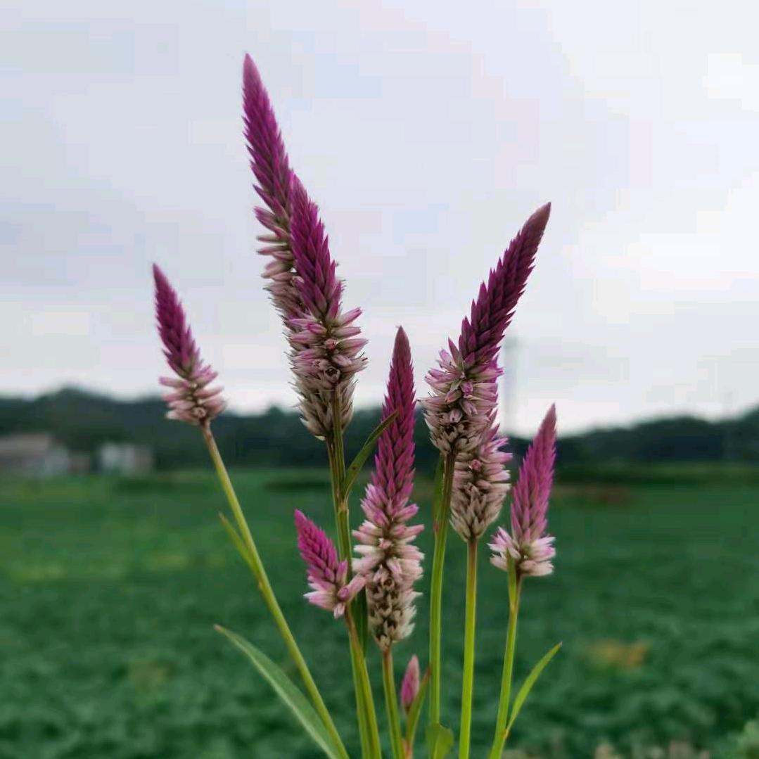 缘