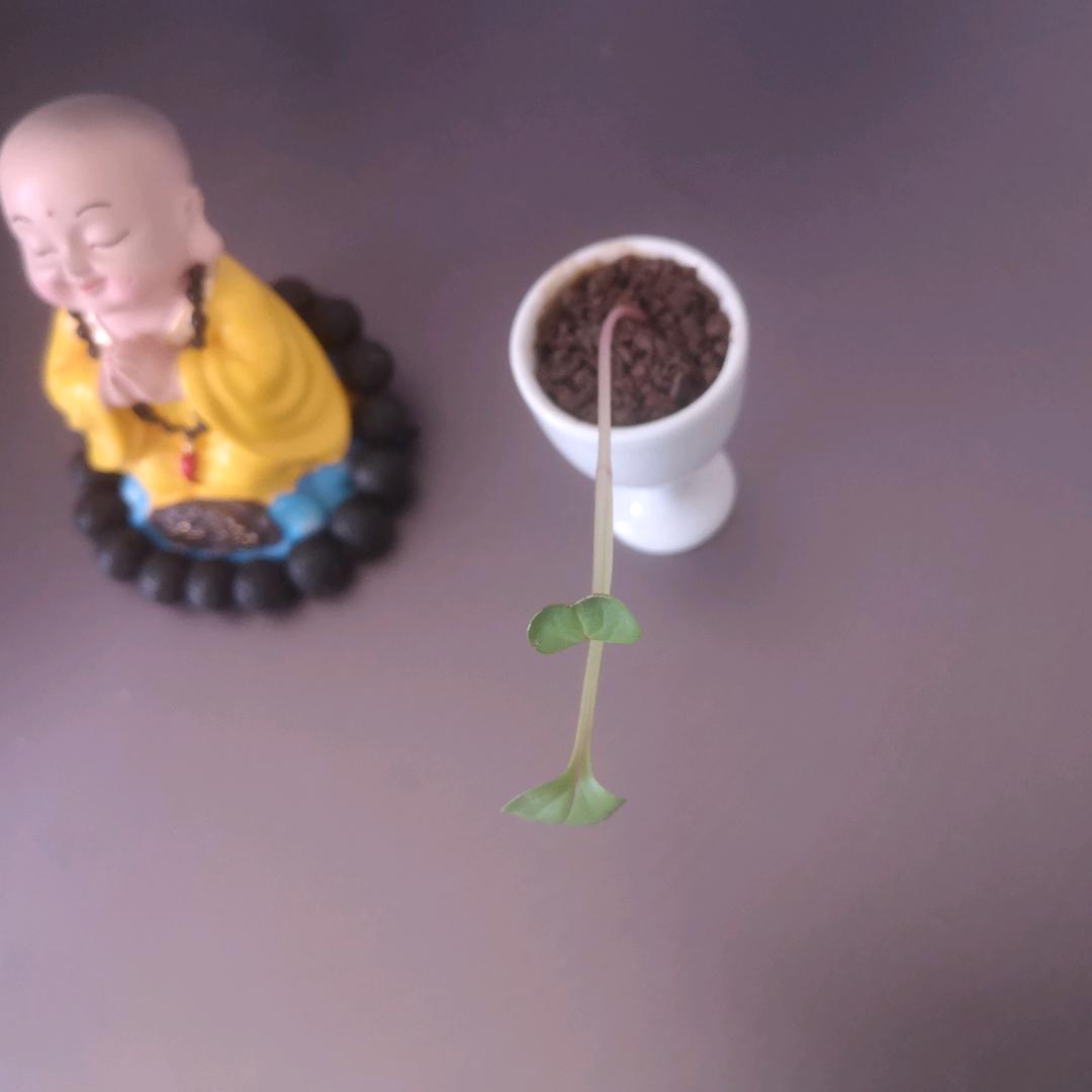墨汁当糖