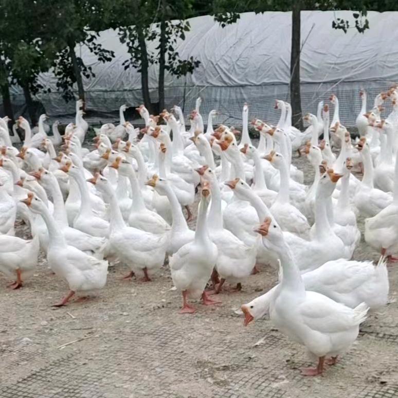 @鹅服务者宋华扬