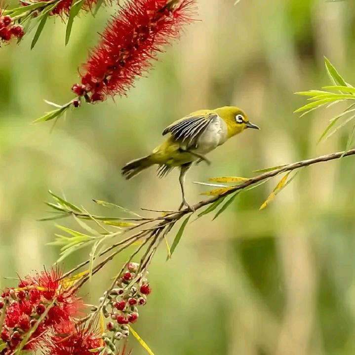 一休哥（斋古）2