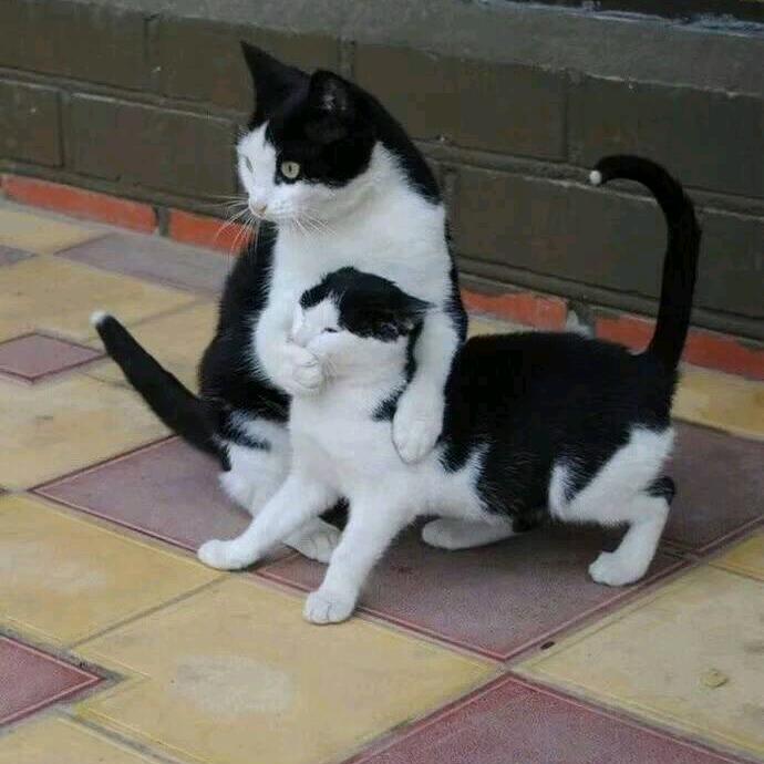 (行云流水)