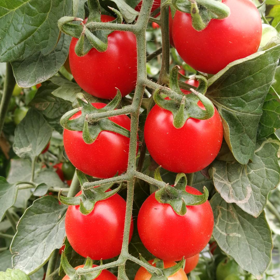 河南贺峰农业有限公司