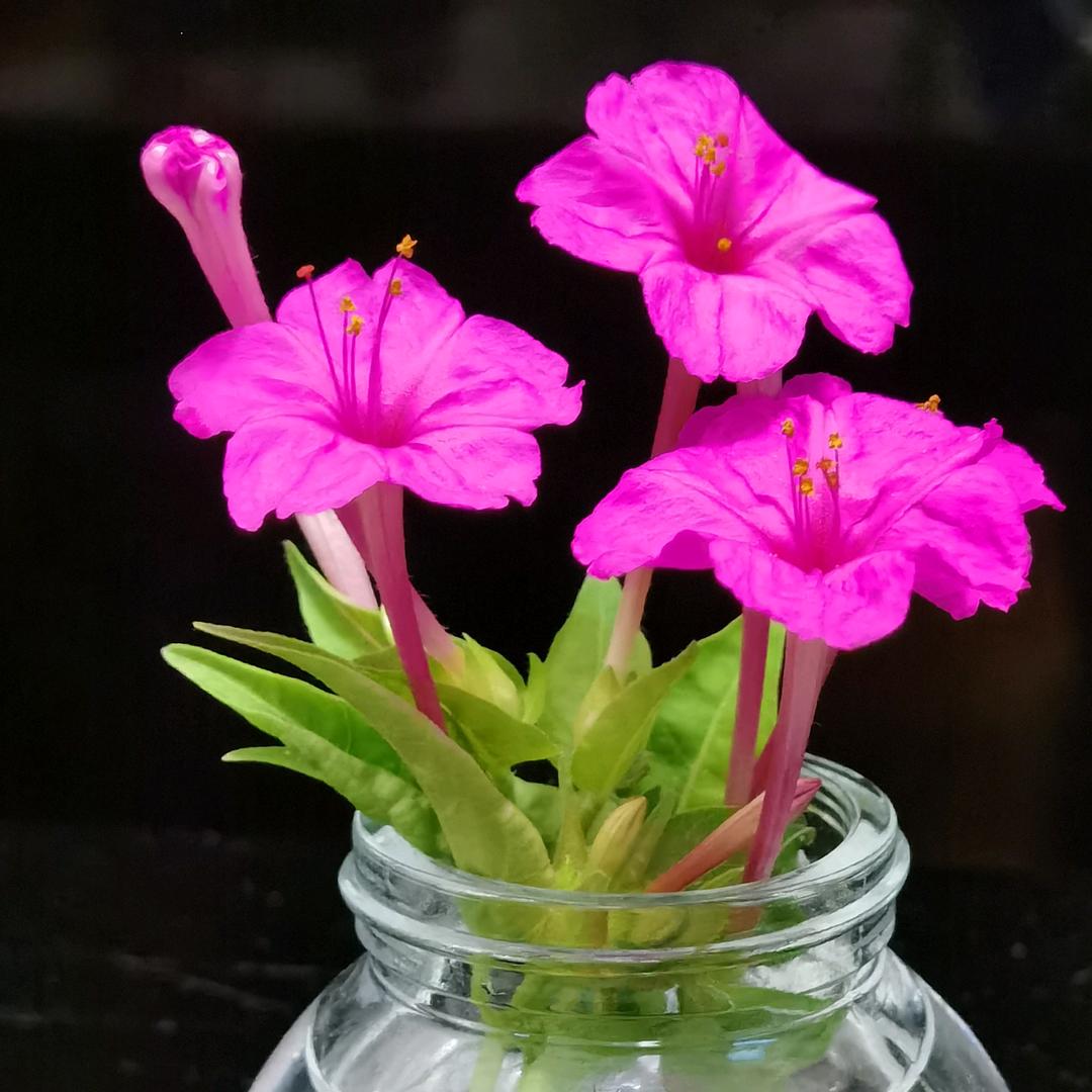 波草清