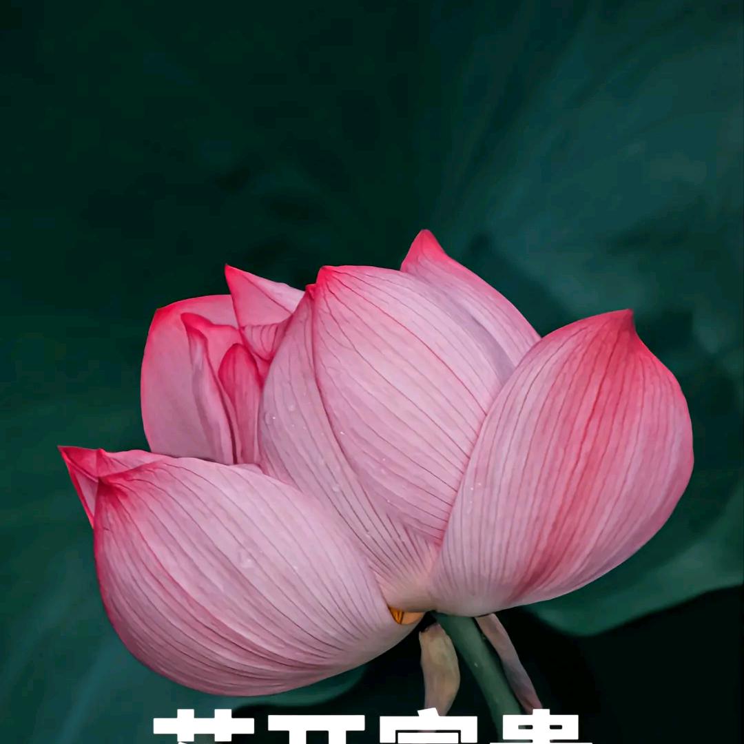 洗碗大姐