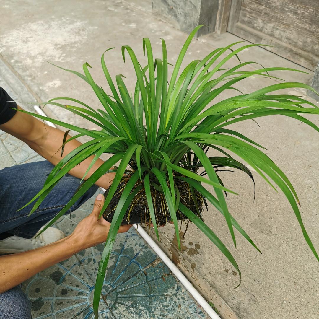 清水草铺