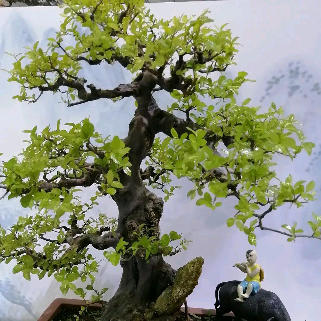 中国榕树盆景之乡（沙西）榕树基地自产自销