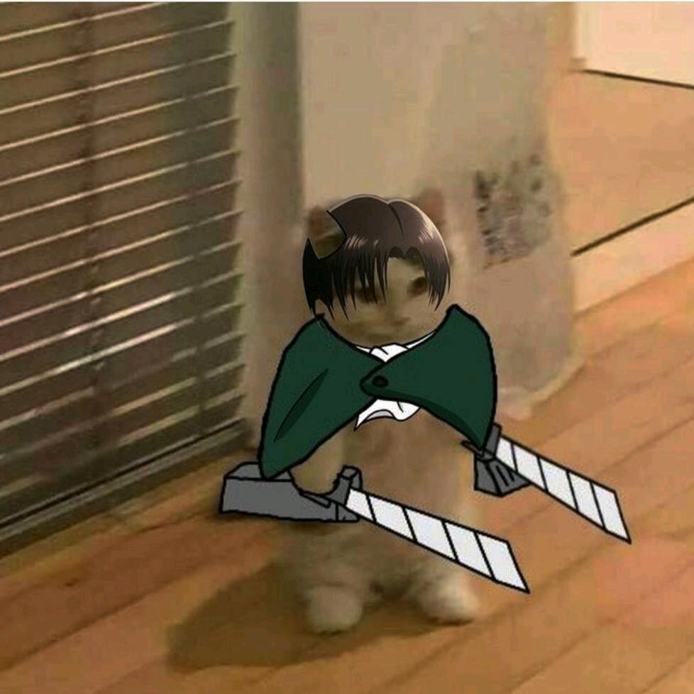 我利威尔哪样不是嘎嘎猛