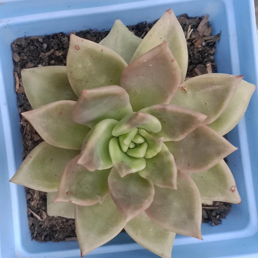小崔