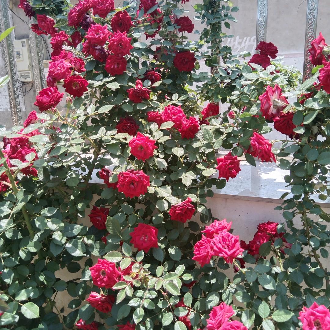 春暖花开🌹