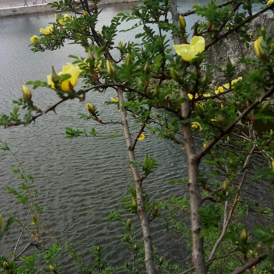 仙人掌