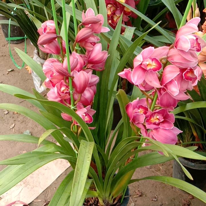 单县悠然花卉