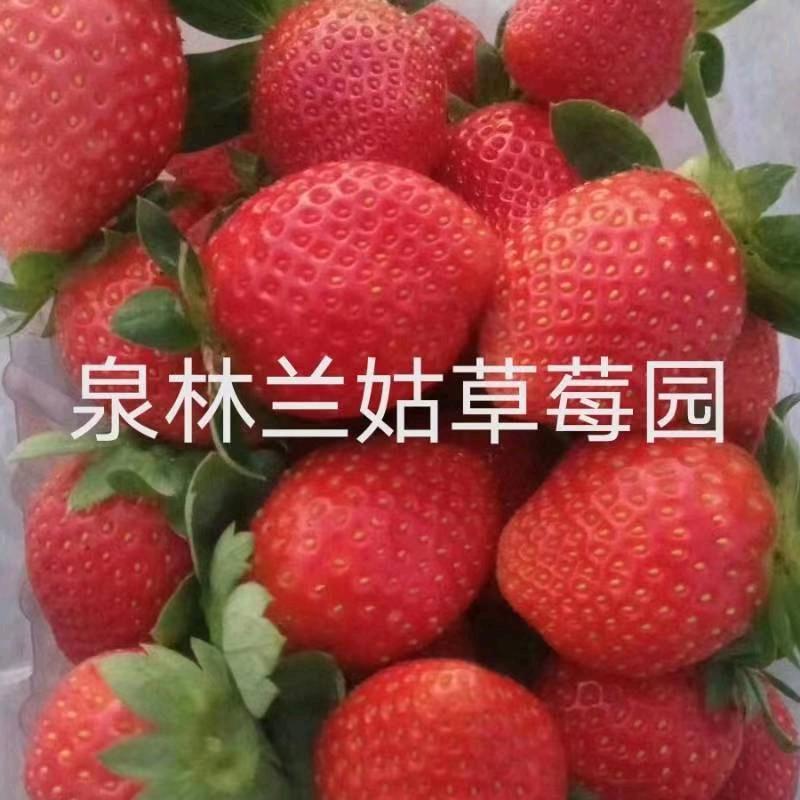 泉林兰姑草莓园