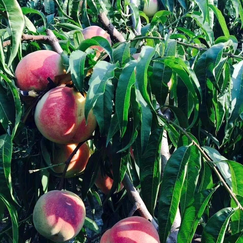 桃源仙居（骉鑫农业）