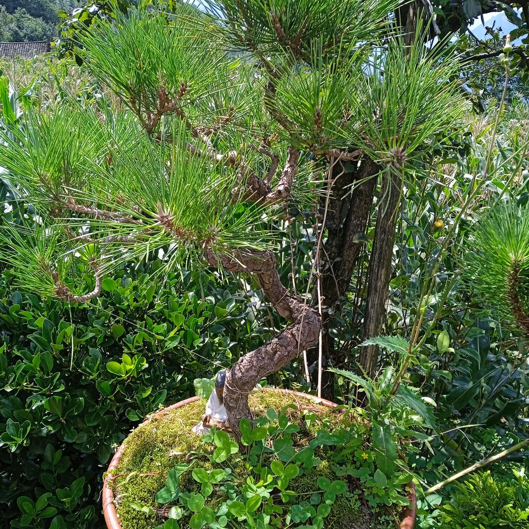 墨雨
